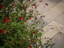 Cognac Classic Cobbles